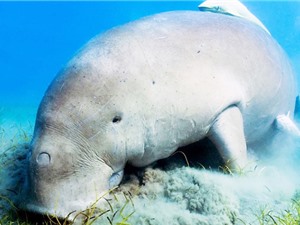 Côn Đảo còn khoảng 12 cá thể bò biển dugong